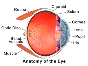 Anatomy of the eye